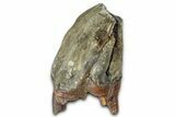 Fossil Woolly Rhino (Coelodonta) Tooth - Siberia #370971-1